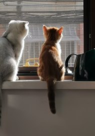 ��ϵ���µ�Ů��